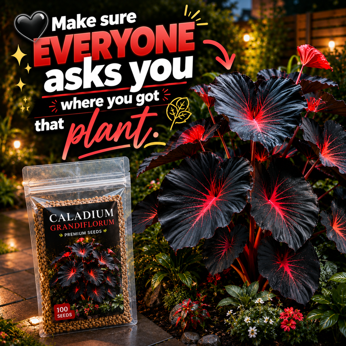 BLACK MAGIC CALADIUM SEEDS