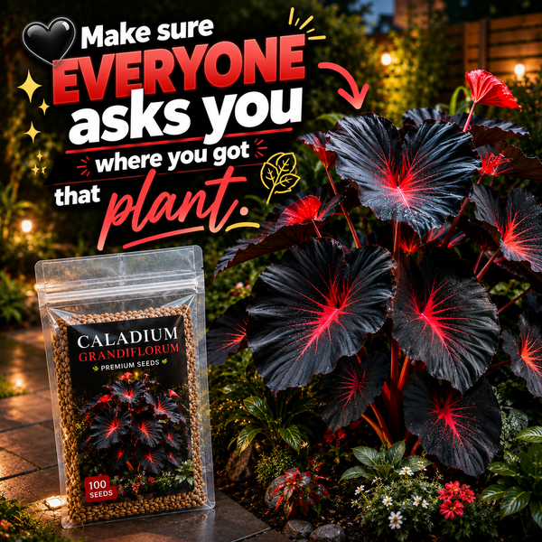 BLACK MAGIC CALADIUM SEEDS